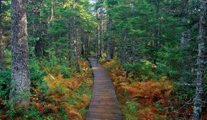 Preview wallpaper path, wood, trees, fern