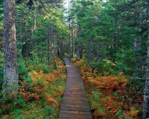 Preview wallpaper path, wood, trees, fern