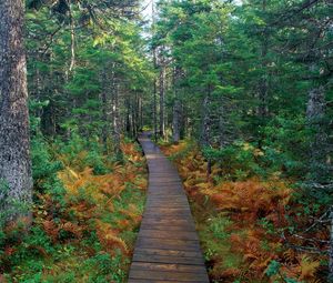 Preview wallpaper path, wood, trees, fern