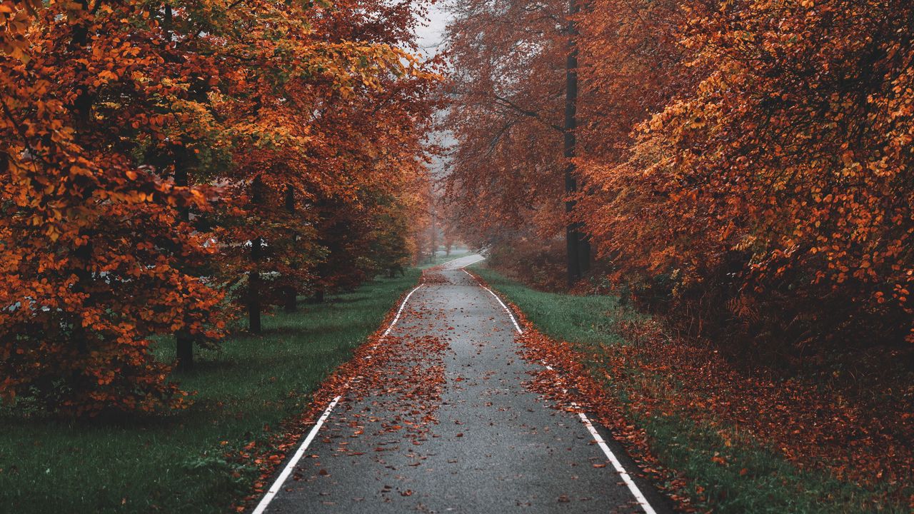 Wallpaper pathway, trees, fog, autumn, nature