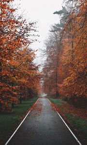 Preview wallpaper pathway, trees, fog, autumn, nature