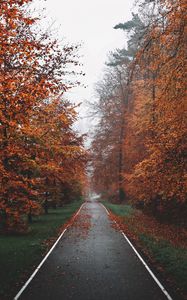 Preview wallpaper pathway, trees, fog, autumn, nature