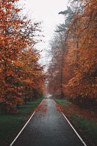 Preview wallpaper pathway, trees, fog, autumn, nature