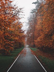 Preview wallpaper pathway, trees, fog, autumn, nature