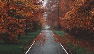 Preview wallpaper pathway, trees, fog, autumn, nature