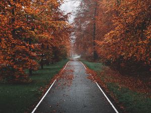 Preview wallpaper pathway, trees, fog, autumn, nature