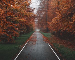 Preview wallpaper pathway, trees, fog, autumn, nature