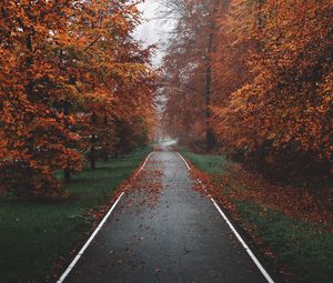 Preview wallpaper pathway, trees, fog, autumn, nature