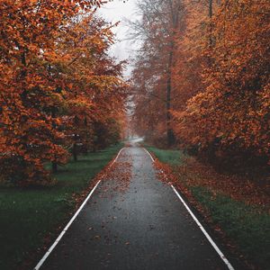 Preview wallpaper pathway, trees, fog, autumn, nature