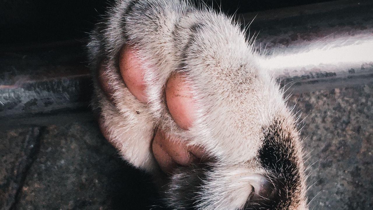 Wallpaper paw, cat, pillow, cute