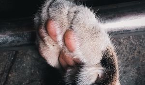 Preview wallpaper paw, cat, pillow, cute