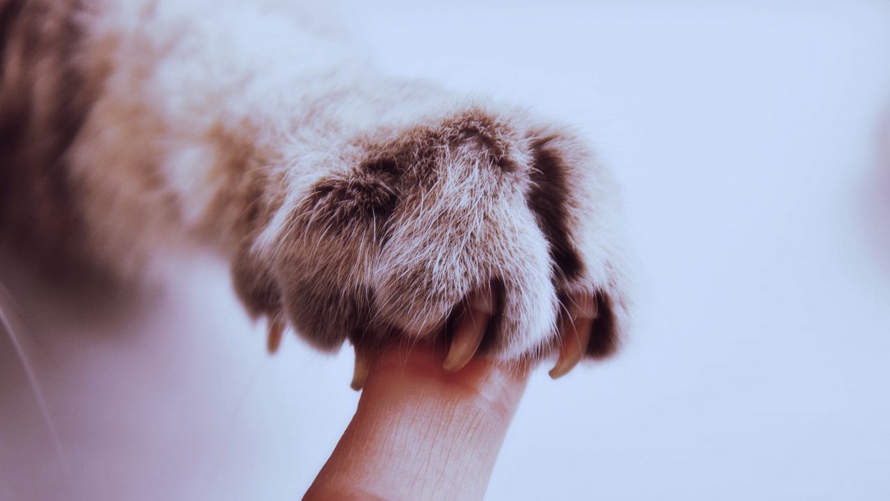 Wallpaper paw, claws, cat, finger, friendship