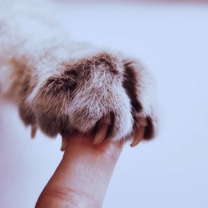 Preview wallpaper paw, claws, cat, finger, friendship