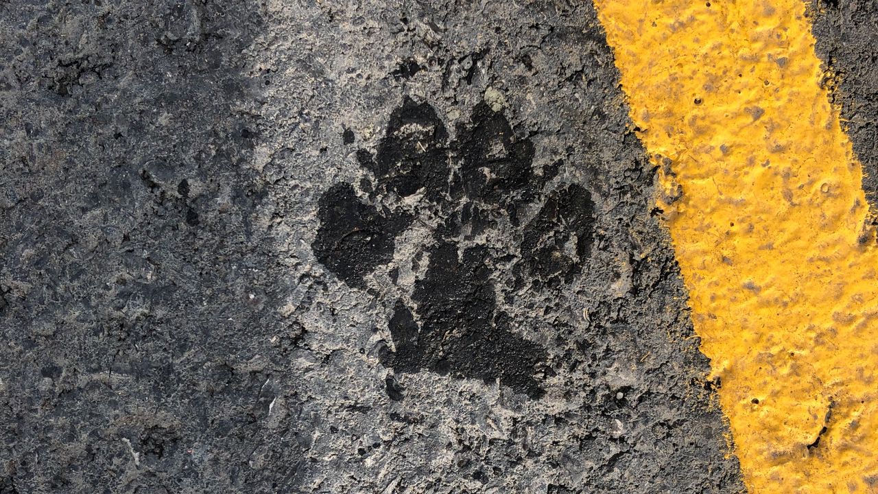 Wallpaper paw, footprint, asphalt, texture, strip