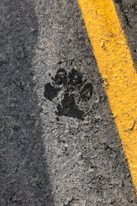 Preview wallpaper paw, footprint, asphalt, texture, strip