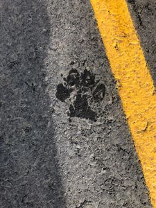 Preview wallpaper paw, footprint, asphalt, texture, strip