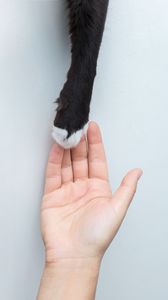Preview wallpaper paw, hand, touch, pet, friend