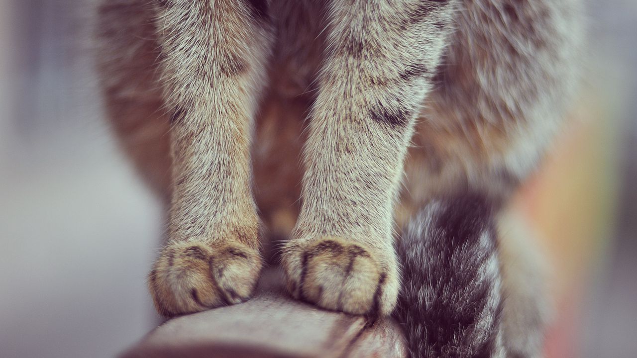 Wallpaper paws, cat, sit, fur