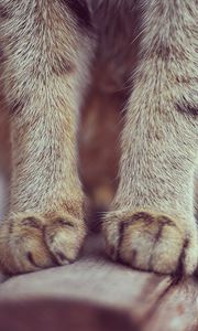 Preview wallpaper paws, cat, sit, fur