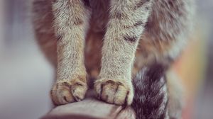Preview wallpaper paws, cat, sit, fur