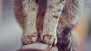 Preview wallpaper paws, cat, sit, fur