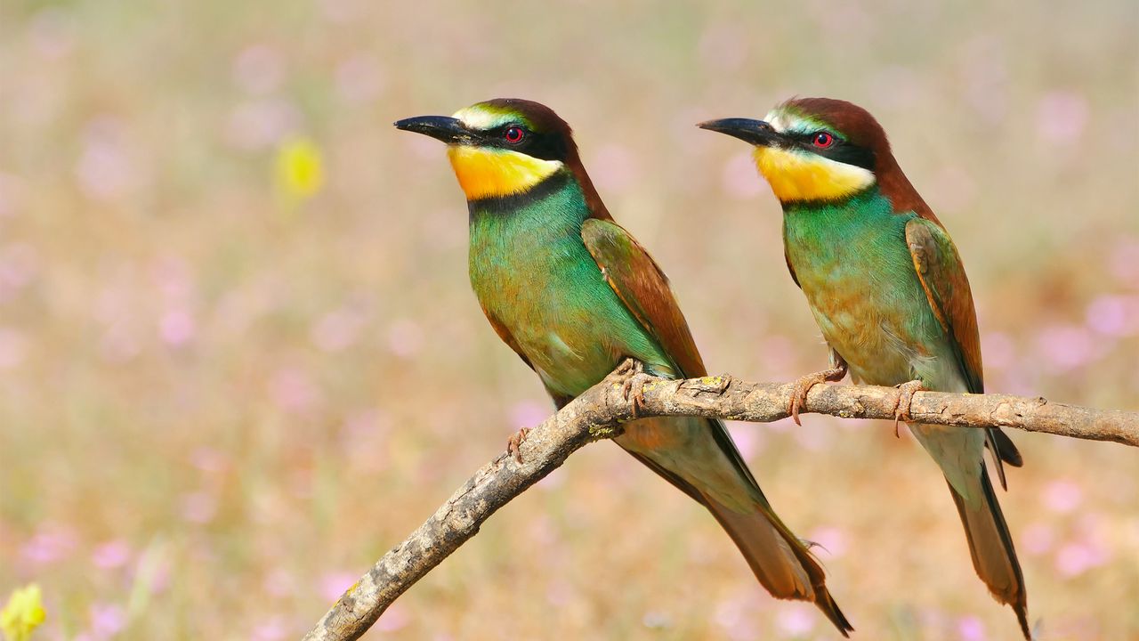 Wallpaper pcheloedki, golden bee-eater, bird, branch