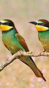 Preview wallpaper pcheloedki, golden bee-eater, bird, branch