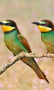 Preview wallpaper pcheloedki, golden bee-eater, bird, branch