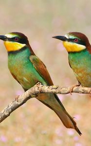 Preview wallpaper pcheloedki, golden bee-eater, bird, branch