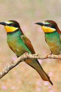 Preview wallpaper pcheloedki, golden bee-eater, bird, branch