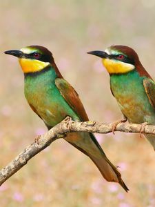 Preview wallpaper pcheloedki, golden bee-eater, bird, branch