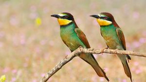 Preview wallpaper pcheloedki, golden bee-eater, bird, branch