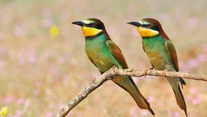 Preview wallpaper pcheloedki, golden bee-eater, bird, branch