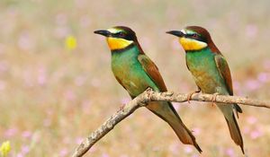 Preview wallpaper pcheloedki, golden bee-eater, bird, branch