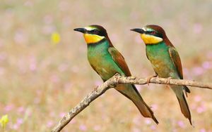 Preview wallpaper pcheloedki, golden bee-eater, bird, branch