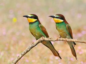 Preview wallpaper pcheloedki, golden bee-eater, bird, branch