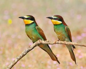 Preview wallpaper pcheloedki, golden bee-eater, bird, branch