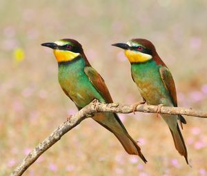 Preview wallpaper pcheloedki, golden bee-eater, bird, branch