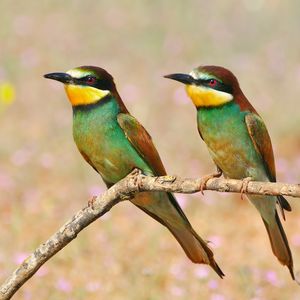 Preview wallpaper pcheloedki, golden bee-eater, bird, branch