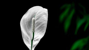 Preview wallpaper peace lily, lily, petal, macro, white