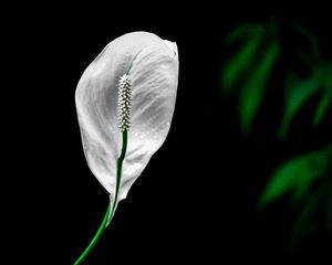 Preview wallpaper peace lily, lily, petal, macro, white