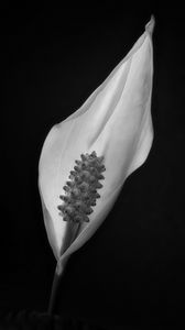 Preview wallpaper peace lily, lily, petal, macro, black and white