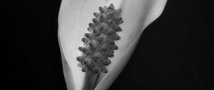 Preview wallpaper peace lily, lily, petal, macro, black and white