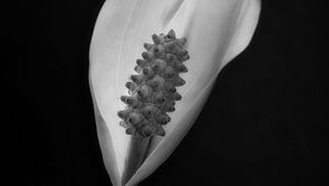 Preview wallpaper peace lily, lily, petal, macro, black and white