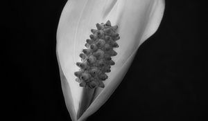 Preview wallpaper peace lily, lily, petal, macro, black and white