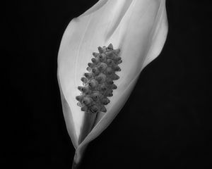 Preview wallpaper peace lily, lily, petal, macro, black and white