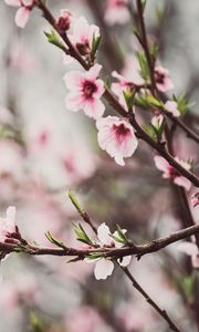 Preview wallpaper peach flowers, flowers, peach, branch, petals, spring