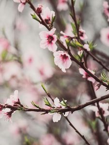 Preview wallpaper peach flowers, flowers, peach, branch, petals, spring