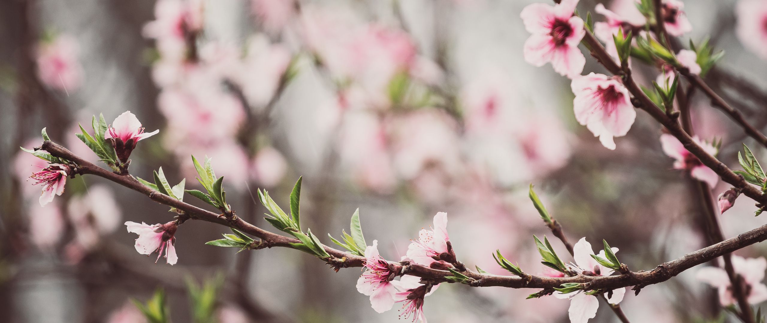 Download wallpaper 2560x1080 peach flowers, flowers, peach, branch ...