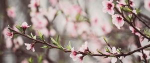 Preview wallpaper peach flowers, flowers, peach, branch, petals, spring